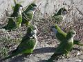 2011-1019_1650_Parakeets_Malaga_24C